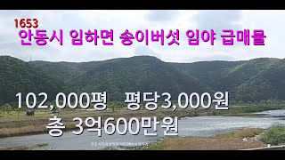 [번호 1653}안동시 임하면 송이버섯 임야 평당3천원