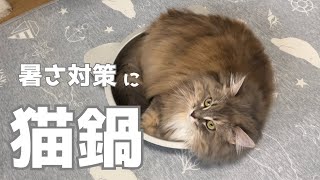 暑さ対策にひんやり猫鍋買ってきました