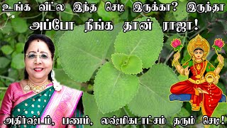 உங்க வீட்ல இந்த செடி இருக்கா?அதிர்ஷ்டம் யோகம் பணவரவு லக்ஷ்மிகடாட்சம் தரும் கற்பூரவல்லி karpooravalli