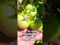 How to Grow Tomatoes at Home | For Beginners