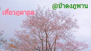 🔴อุทยานแห่งชาติภูผายล |บรรยากาศญี่ปุ่นชัดๆ | เสือพาไป