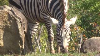 【横浜ズーラシア Zoorasia】53 キリン＆シマウマ Giraffe \u0026 Grant's Zebra 動物園 ZOO, JAPAN