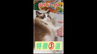 【1分で分かる】抱っこ好きラグドールの特徴3選#Shorts