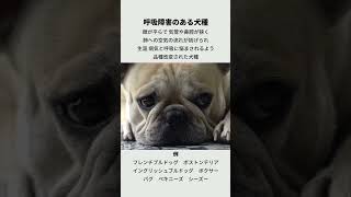 呼吸障害のある犬種とは？【パグ/ブルドッグ】