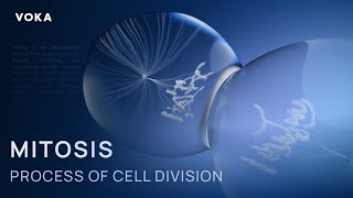 Mitosis in action: the fascinating process of cell division in 3D