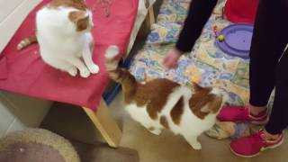 Adopt Simon and Sampson - PEI HUMANE SOCIETY