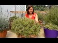 How to cut back French Lavender