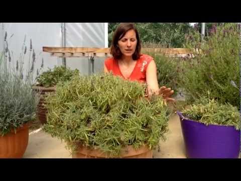 How to cut back French Lavender How to cut back French Lavender