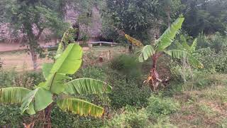 Planting inside a swale, it depends...