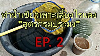 ทำน้ำเขียวเพาะเลี้ยงไรแดง #สูตรกรมประมง EP. 2