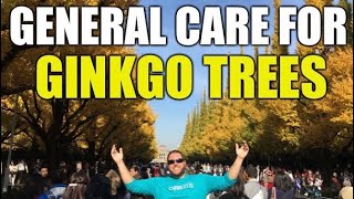 General Care For Ginkgo Trees - GINKGO EPISODE 7