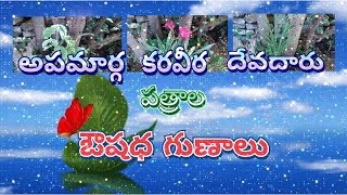 అపమార్గ, కరవీర మరియు దేవదారు యొక్క ఔషధీయత ||Apamarga, Karaveera and Devadaru medicine.