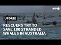 Rescue under way to save 180 stranded whales in Australia | AFP