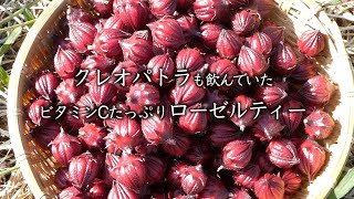 ローゼルティー作り方　ハーブティーを愉しむ　How to make roselle tea Enjoy herbal tea