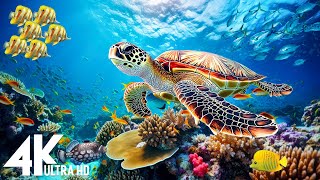 [NEW] 11HR Stunning 4K Underwater Wonder • Explore Colorful Marine Life \u0026 Relaxing Ocean Views #2