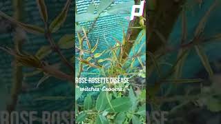 Rose rosette disease | Rose rosette virus #Shorts