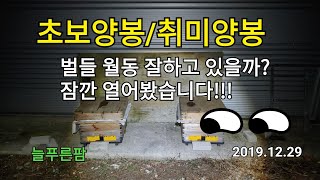 초보양봉/취미양봉  벌들이 월동 잘나고 있을까요? 살짝 열어보았습니다 늘푸른팜 2019.12.29