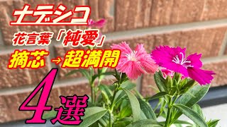 【花】ナデシコの育て方・摘芯