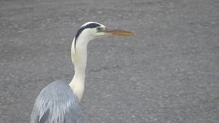 トビに魚を与えようと思ったのに食べたのはサギ。鷺はエサが欲しくなると釣り人に近付いてきます。