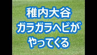 稚内大谷「ガラガラヘビがやってくる」 (2019年版)