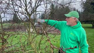 Formative & Structural Pruning of Young Fruit Trees Tutorial