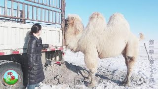 (746) 草原上少见的骆驼 叔叔还把它卖掉 但生拉硬拽都不上车！