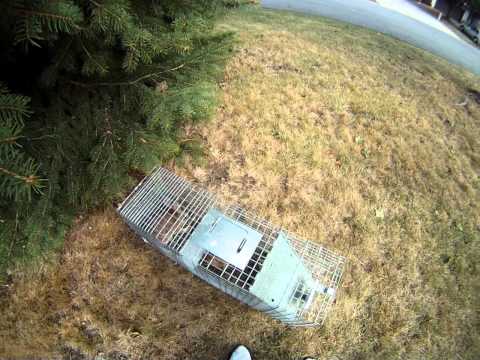 Rabbit Trapping in yard Rabbit Trapping in yard