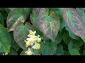 how to grow epimedium