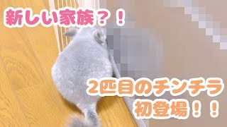 新しい家族？！2匹目のチンチラが現れました！The second chinchilla