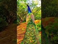 សម្រស់សត្វក្ងោក beauty of peacock history religion motivation betterlife travel