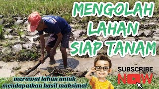 Mengolah tanah dan menyipakan lahan untuk padi