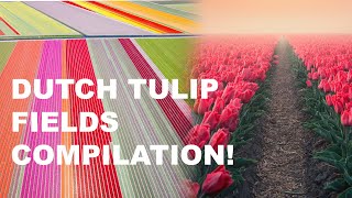 AMAZING DUTCH TULIP Fields compilation drone shots in 4k! Keukenhof in rural country!