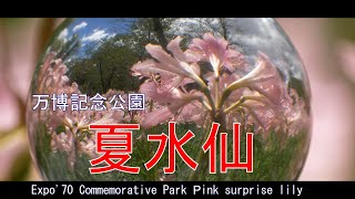 夏の淑女ピンクレディース見頃に！万博記念公園　夏水仙　2023　大阪府吹田市Expo'70 Commemorative Park Pink surprise lily