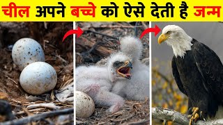 चील का जीवन चक्र | बाज़ के संघर्ष की ऐसी कहानी | Eagle Life Cycle Video| Life Cycle Of Eagle In Hindi