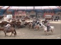 westernshow ponyparkcity 2017