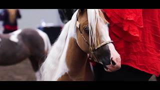 New Zealand Miniature Horse Nationals 2019 Highlights