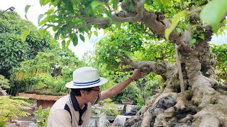 Nghệ nhân Nam Lê Bonsai tinh chỉnh tác phẩm NGŨ ĐẠI VIÊN TOÀN thế nào