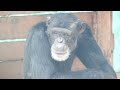 チンパンジアムのアクセル（chimpangium akuseru）　伊豆シャボテン公園　チンパンジー　202204