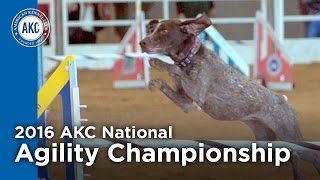 2016 AKC National Agility Championship Highlights