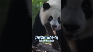 🐼一起看看大熊貓文靜公主的上班日常~| 上午：哈嘍大家，我來上班啦！下午：什麽時候下班，我想下班！ #shorts #大熊貓文靜