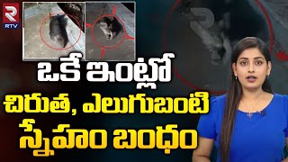 Bear and Tiger Friendship in Ooty Residential Area : చిరుత, ఎలుగుబంటి  స్నేహం బంధం | RTV