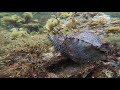 【ガサガサ】カニを捕まえたので飼育してみると【aquarium】catch the crab