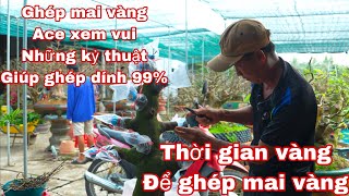 Ghép mai  vàng , những kỷ thuật ghép mai vàng nên biết để áp dụng hiệu quả cao nhất