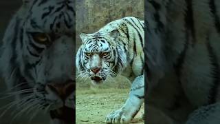 #shortsvideo #বাঘ মামা যখন শিকারে বের হয়।#tiger_attack