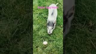 Happy Easter from Dudley the Pet Mini Pig | Pigs Love Hunting for Eggs too! #viral #trending #shorts