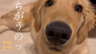 ⭐️Golden Retriever⭐️続！？マッサージがママに見つかり動揺する愛犬【ゴールデン】なぜかカッカッカッと話しだす　Golden Retriever【大型犬】puppy