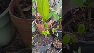 Star fruit bonsai starfruit small plant tree in pot container growing fresh