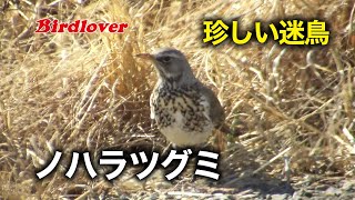 河川敷で出会った迷鳥「ノハラツグミ」 / Fieldfare