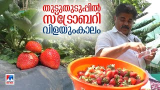 ഇടുക്കിയില്‍ സ്ട്രോബറി വിളവെടുപ്പ് കാലം; വാങ്ങാന്‍ സഞ്ചാരികളെത്തുന്നു|Straberry|Idukki