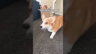 Dog Thinks He’s a POTATO! #fail #cute